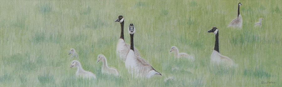 Geese in pasture