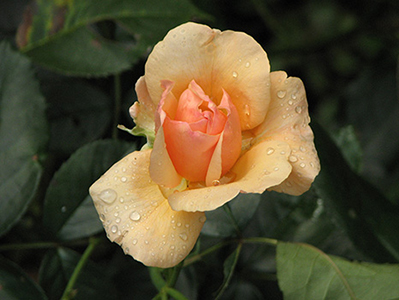 Rose with dew drops