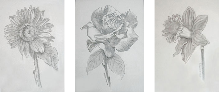 Gerber daisy, Rose, Daffodil