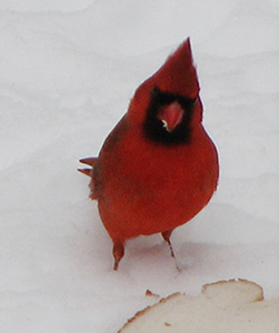 Cardinal eating bread